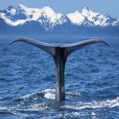 baleines